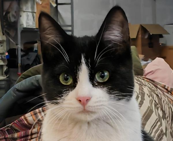 Zipper amabile giocherellone Foto 5